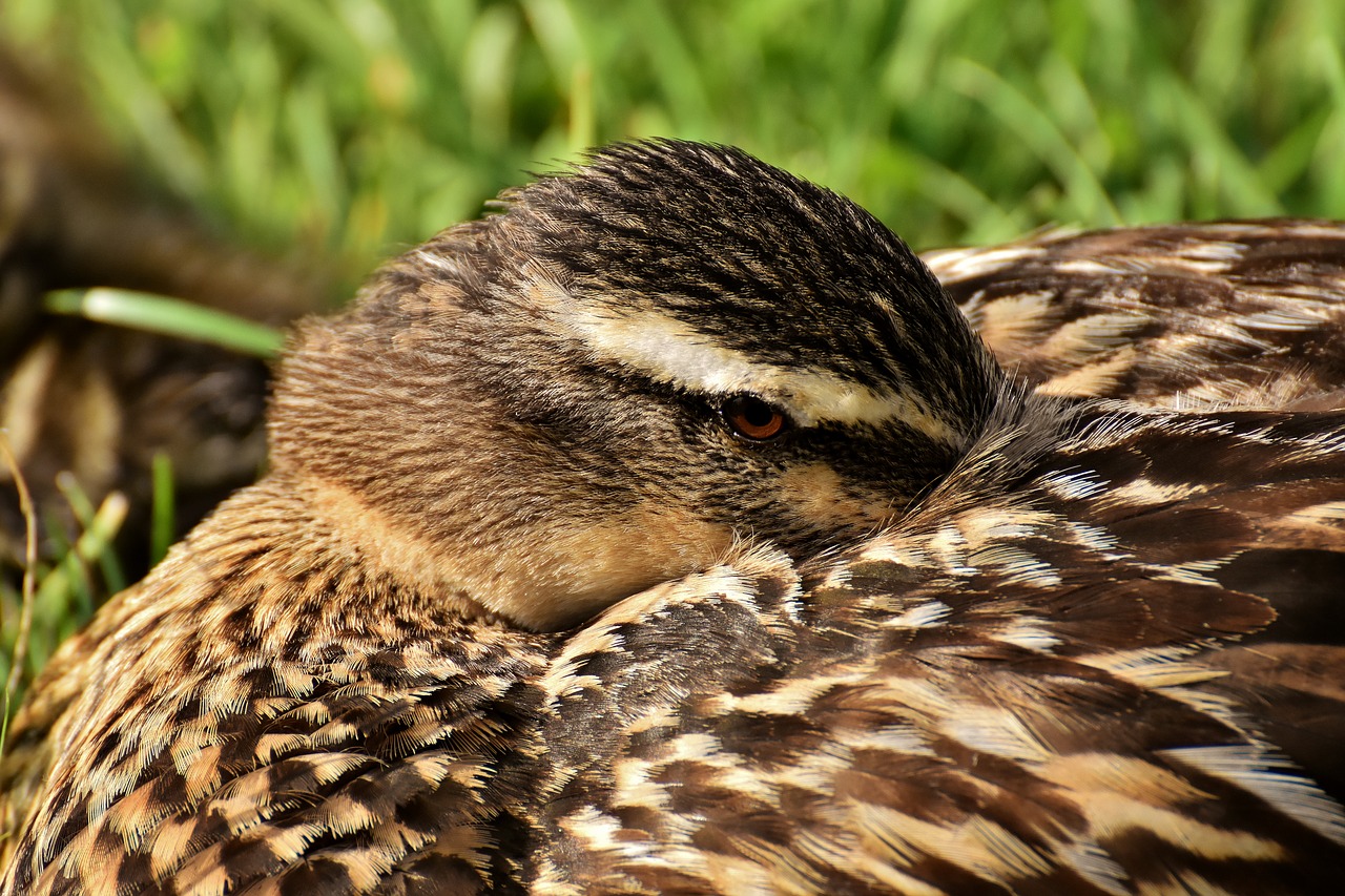 Mallard,  Budrūs,  Iš Arti,  Antis,  Paukštis,  Pobūdį,  Plunksnos,  Naminių Paukščių,  Antys,  Vanduo Paukštis