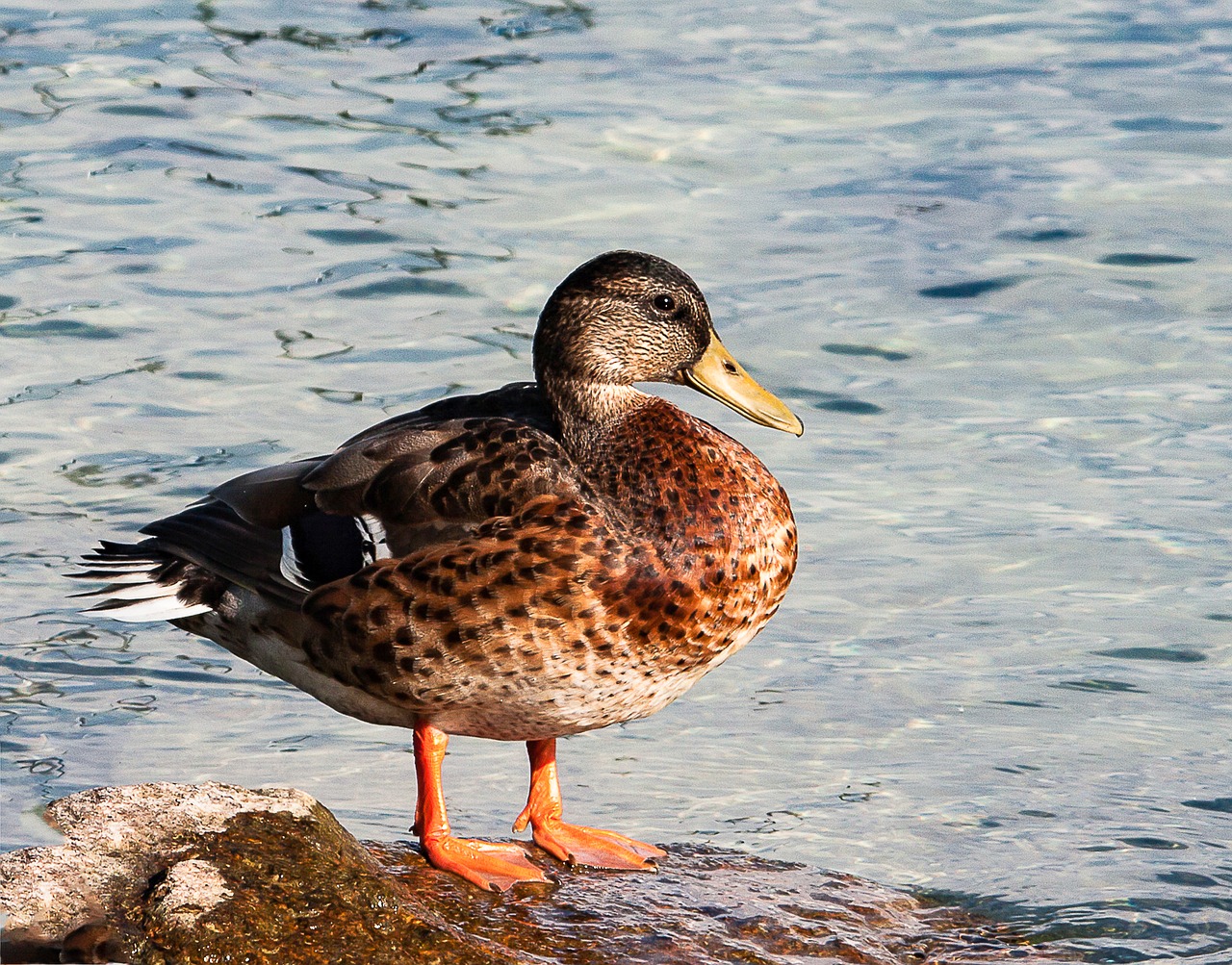 Mallard,  Antis,  Gyvūnas,  Gyvūnijos Pasaulyje,  Naminių Paukščių,  Paukštis,  Vandens Gyvūnų,  Vandens,  Gamta, Nemokamos Nuotraukos