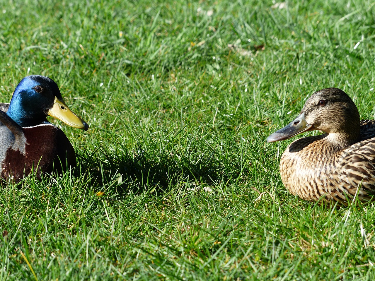 Sidabrinė Pora, Atsargų Ančių Pora, Pora, Vyrai, Moteris, Anas Platyrhynchos, Marso Antis, Rūšis, Ančių Paukštis, Anatidae