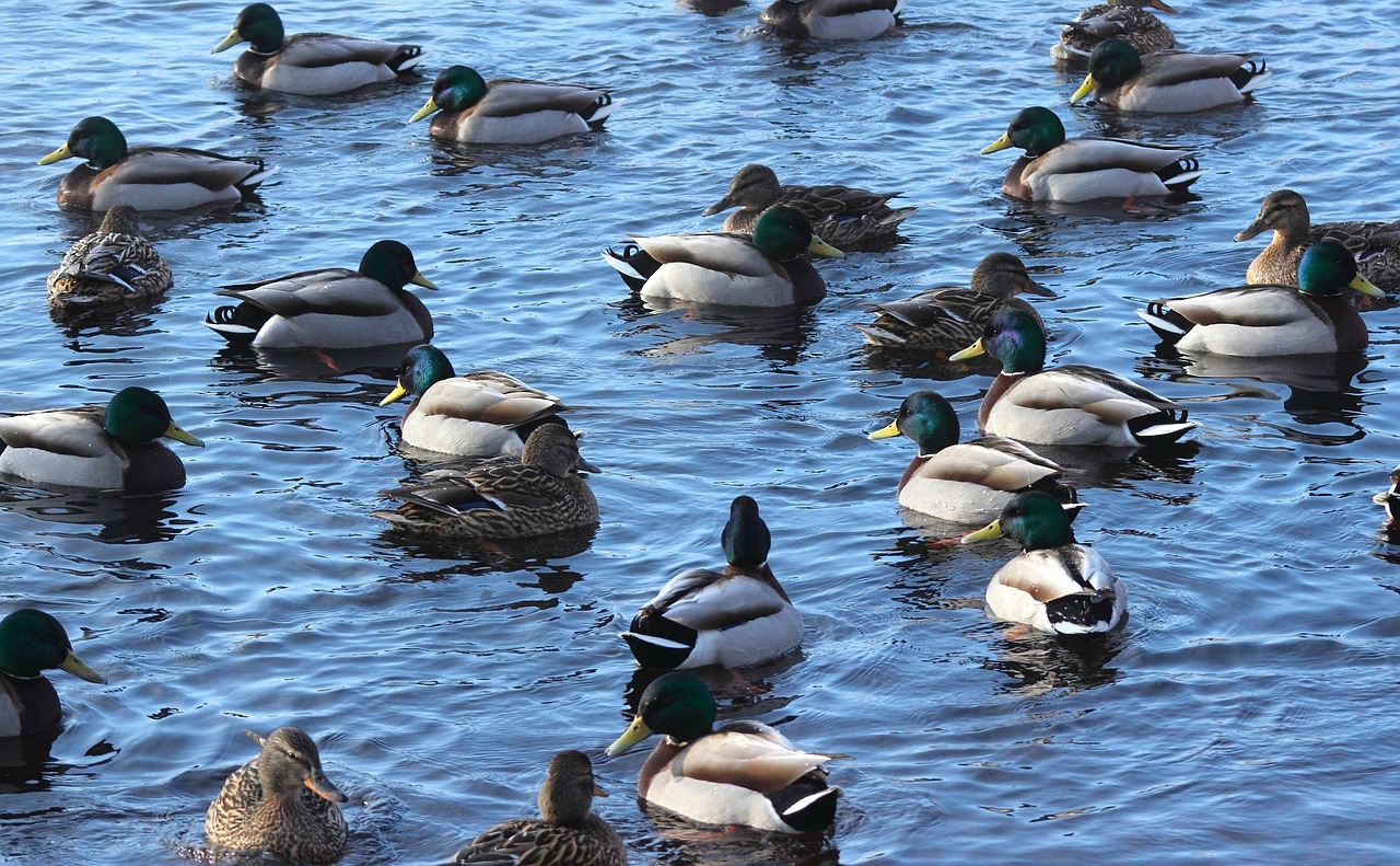 Meletai, Antis, Paukščiai, Vanduo, Maudytis, Plaukiojantieji, Gamta, Lauke, Finland, Makro