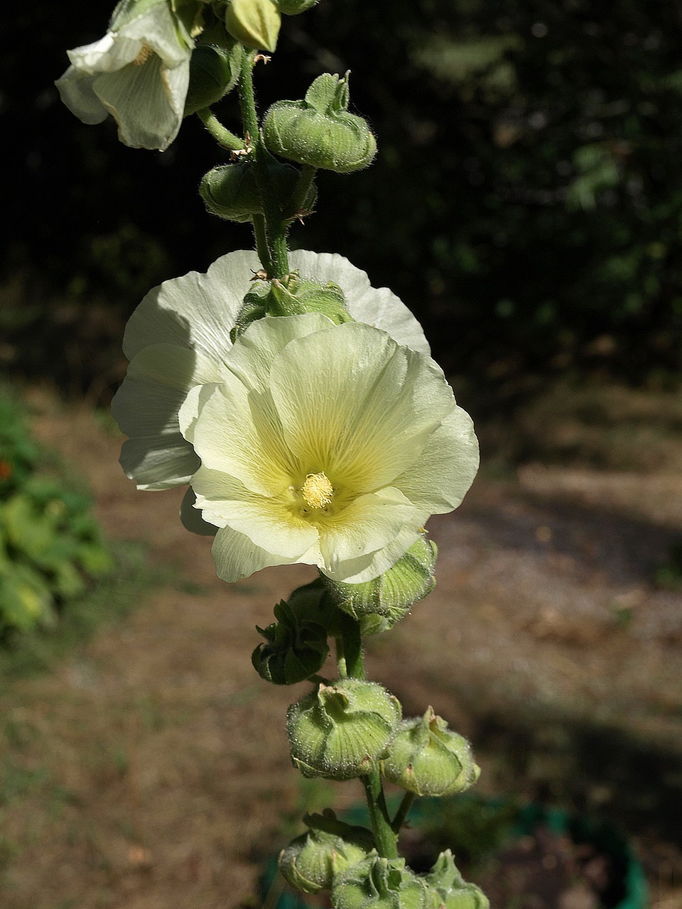 Mallow, Alcea Rosea, Gėlė, Gėlės, Žydėjimas, Siužetas, Sodas, Gamta, Augalas, Sodo Augalas