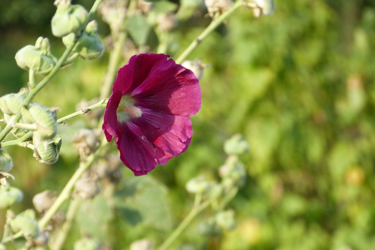 Mallow, Gėlė, Paskirstymas, Raudona, Žiedas, Žydėti, Sodas, Gamta, Šviesus, Farbenpracht