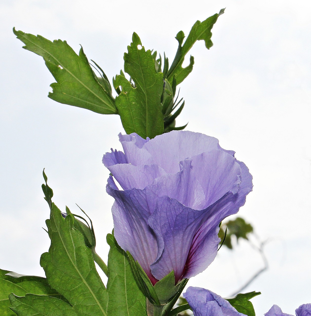 Mallow, Gėlė, Žiedas, Žydėti, Dangus, Mėlynas, Šviesiai Violetinė, Augalas, Grybų Gėlė, Flora