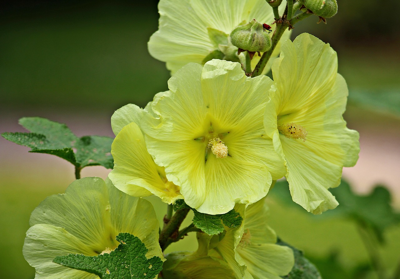 Atsargos Padidėjo, Hollyhock, Sodo Populiarus Rožė, Sodo Atsargos Pakilo, Gėlė, Žiedas, Žydėti, Geltona, Augalas, Flora