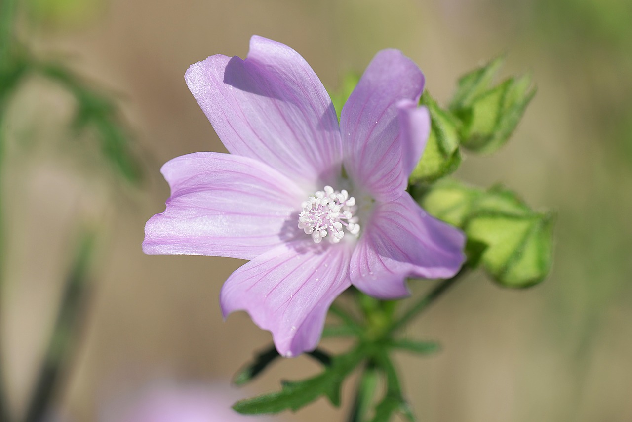 Mallow, Rožių Mėlynas, Laukinė Gėlė, Žiedas, Žydėti, Nemokamos Nuotraukos,  Nemokama Licenzija