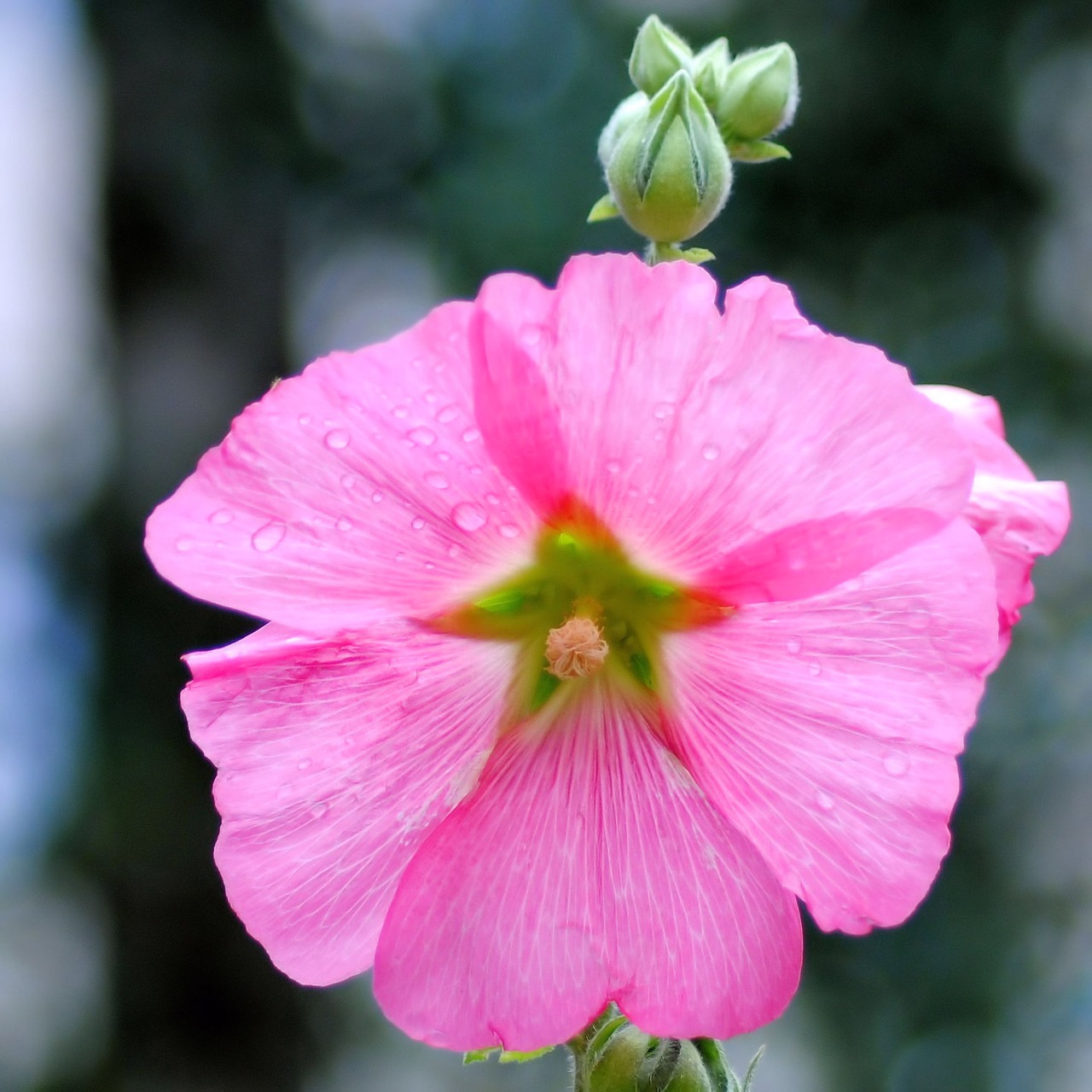 Mallow, Atsargos Padidėjo, Žiedas, Žydėti, Rožinis, Gėlė, Sodas, Nemokamos Nuotraukos,  Nemokama Licenzija