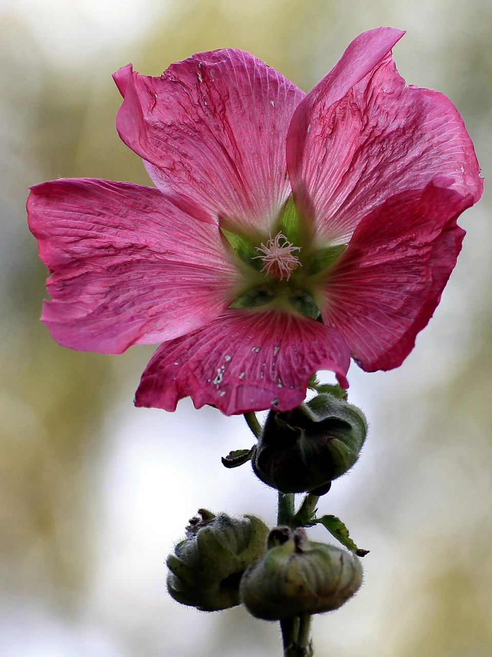 Mallow, Atsargos Padidėjo, Žiedas, Žydėti, Budas, Grybų Gėlė, Sodas, Gėlė, Rožinis, Nemokamos Nuotraukos