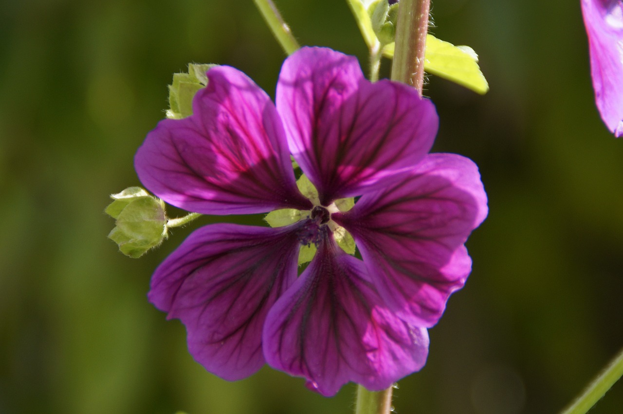 Mallow, Violetinė, Gėlė, Žiedas, Žydėti, Purpurinė Gėlė, Nemokamos Nuotraukos,  Nemokama Licenzija