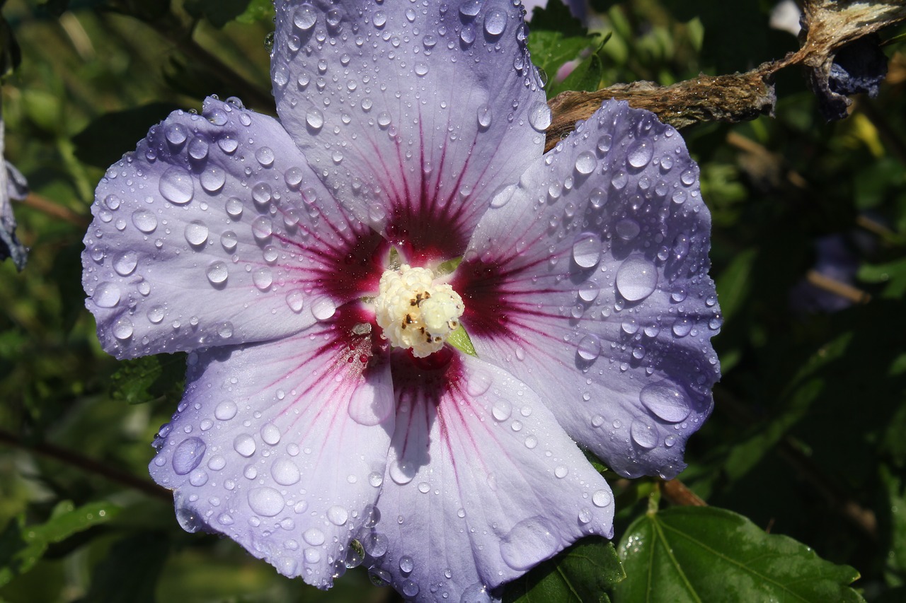 Mallow, Gėlė, Hibiscus, Žiedlapiai, Liūtys, Dekoratyvinis Augalas, Nemokamos Nuotraukos,  Nemokama Licenzija