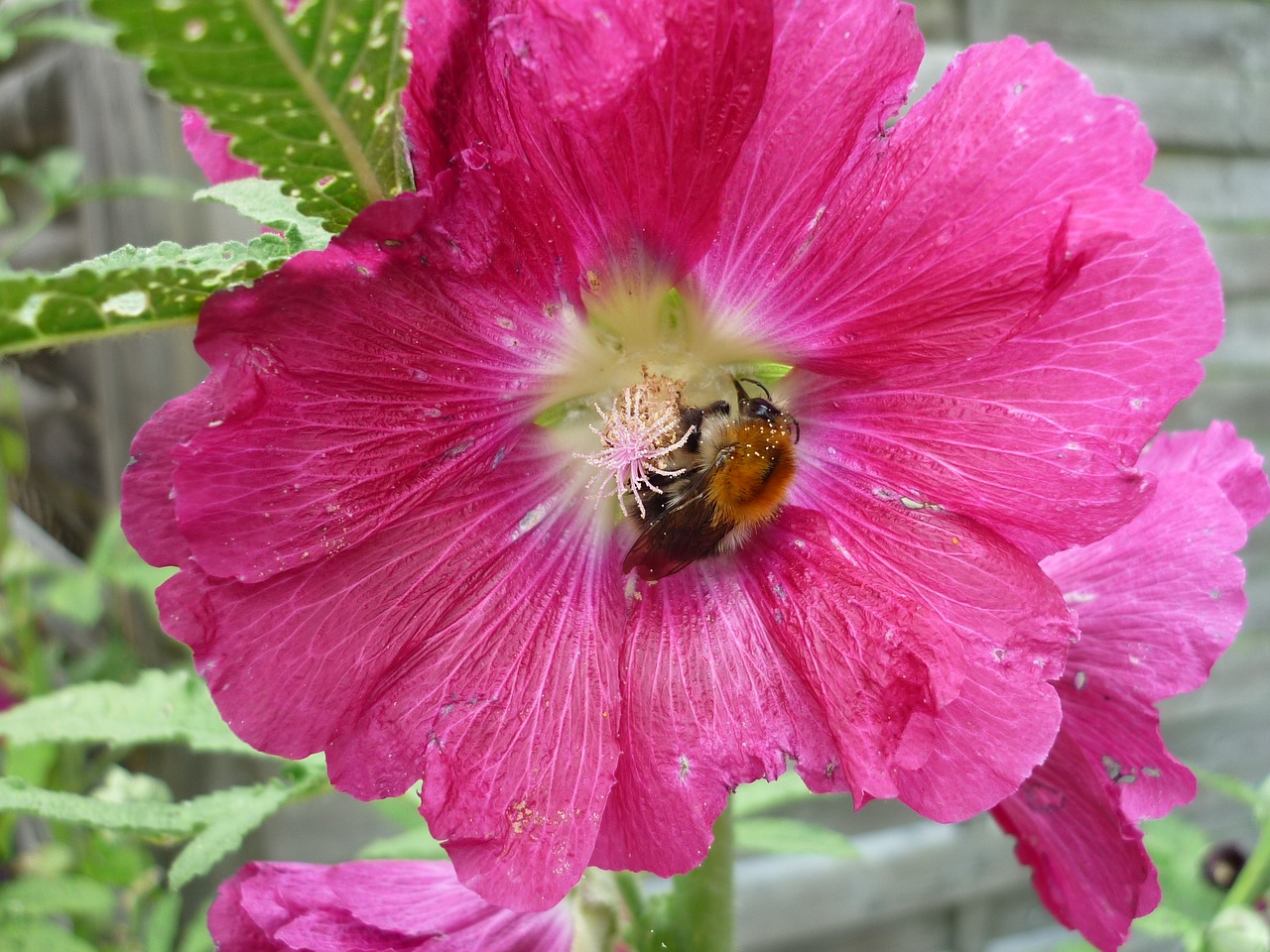 Mallow, Lankytojai, Hummel, Gėlių Sodas, Aukštas Daugiametis, Vasara, Nemokamos Nuotraukos,  Nemokama Licenzija