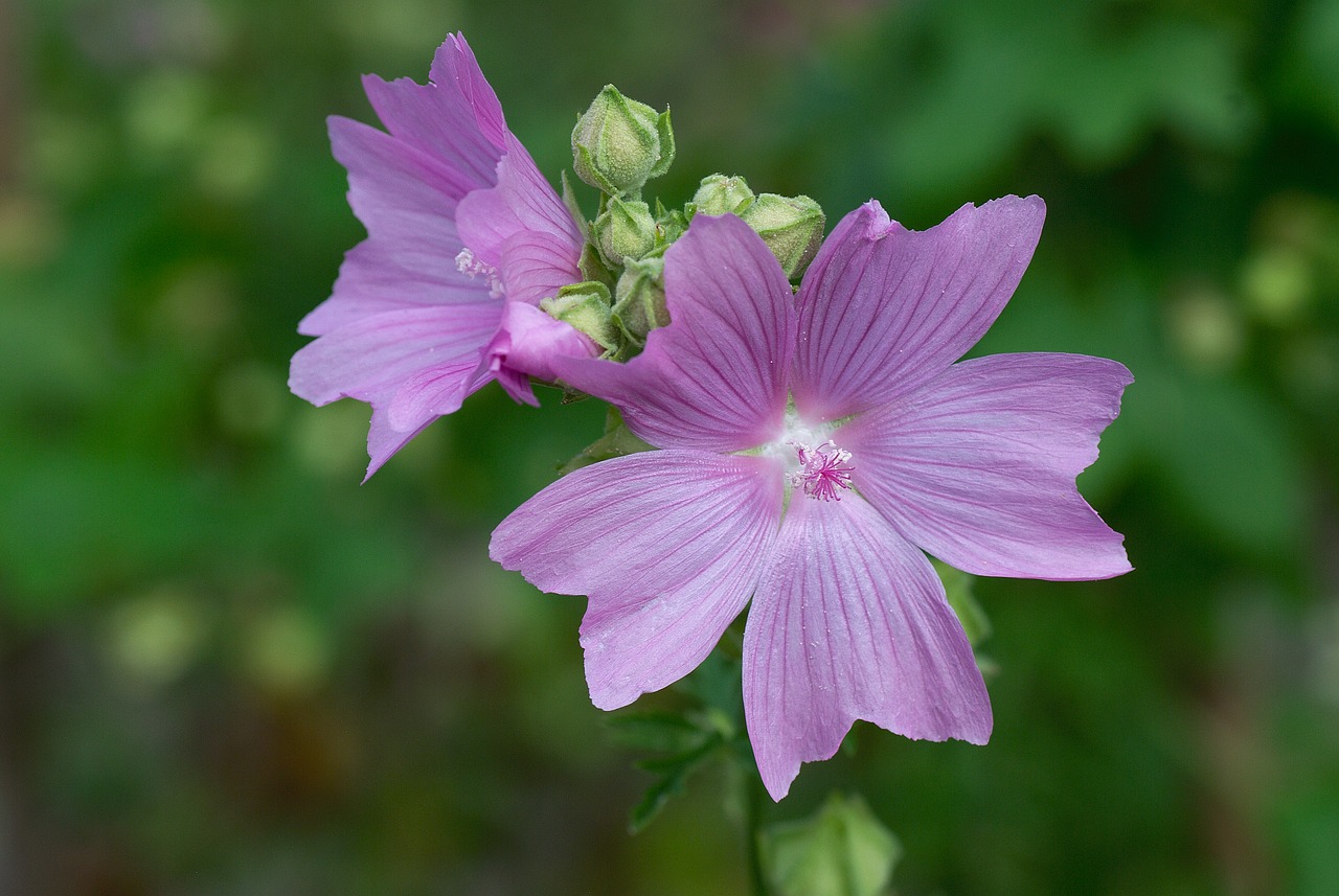 Mallow, Gėlė, Žiedas, Žydėti, Gamta, Rožinė Malva, Uždaryti, Šviesiai Violetinė, Sodas, Vasara