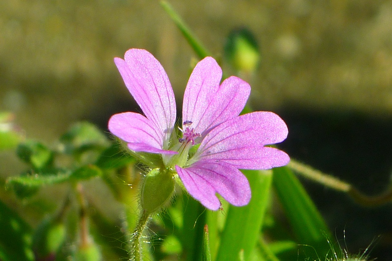 Mallow, Gėlė, Alyva, Žiedlapiai, Gamta, Laukiniai, Malvaceae, Laukas, Žolinis, Penki