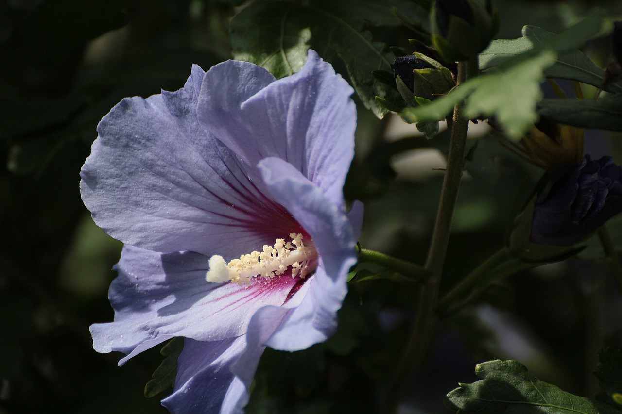 Mallow, Gėlė, Žiedas, Žydėti, Šviesiai Violetinė, Nemokamos Nuotraukos,  Nemokama Licenzija