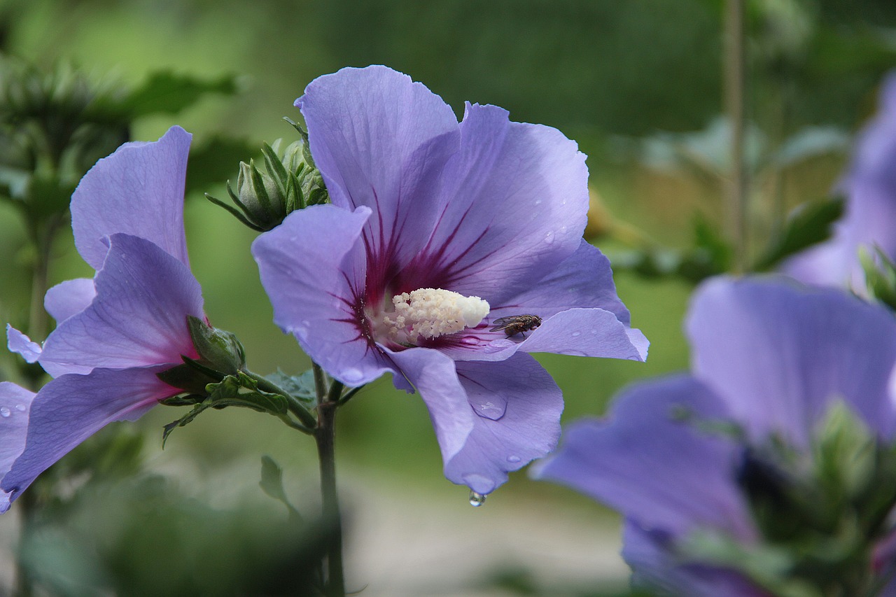 Mallow, Žiedas, Žydėti, Violetinė, Flora, Gėlė, Nemokamos Nuotraukos,  Nemokama Licenzija