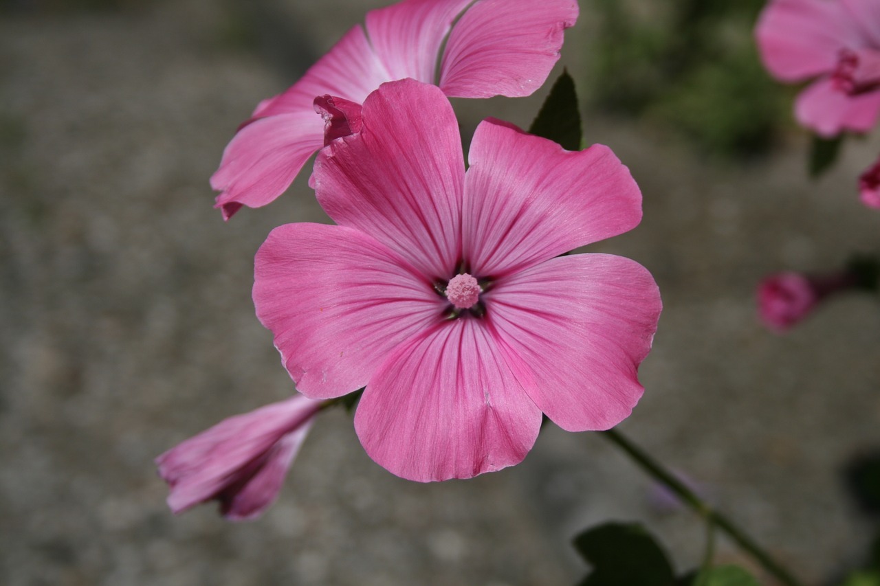 Mallow, Rožinis, Žalias, Gėlė, Sodas, Žiedas, Žydėti, Gamta, Augalas, Makro