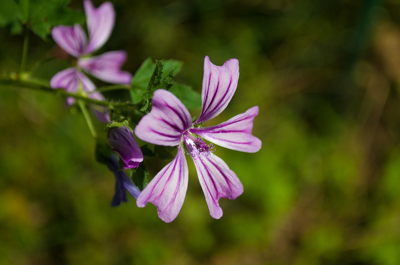 Mallow, Gėlė, Violetinė, Nemokamos Nuotraukos,  Nemokama Licenzija