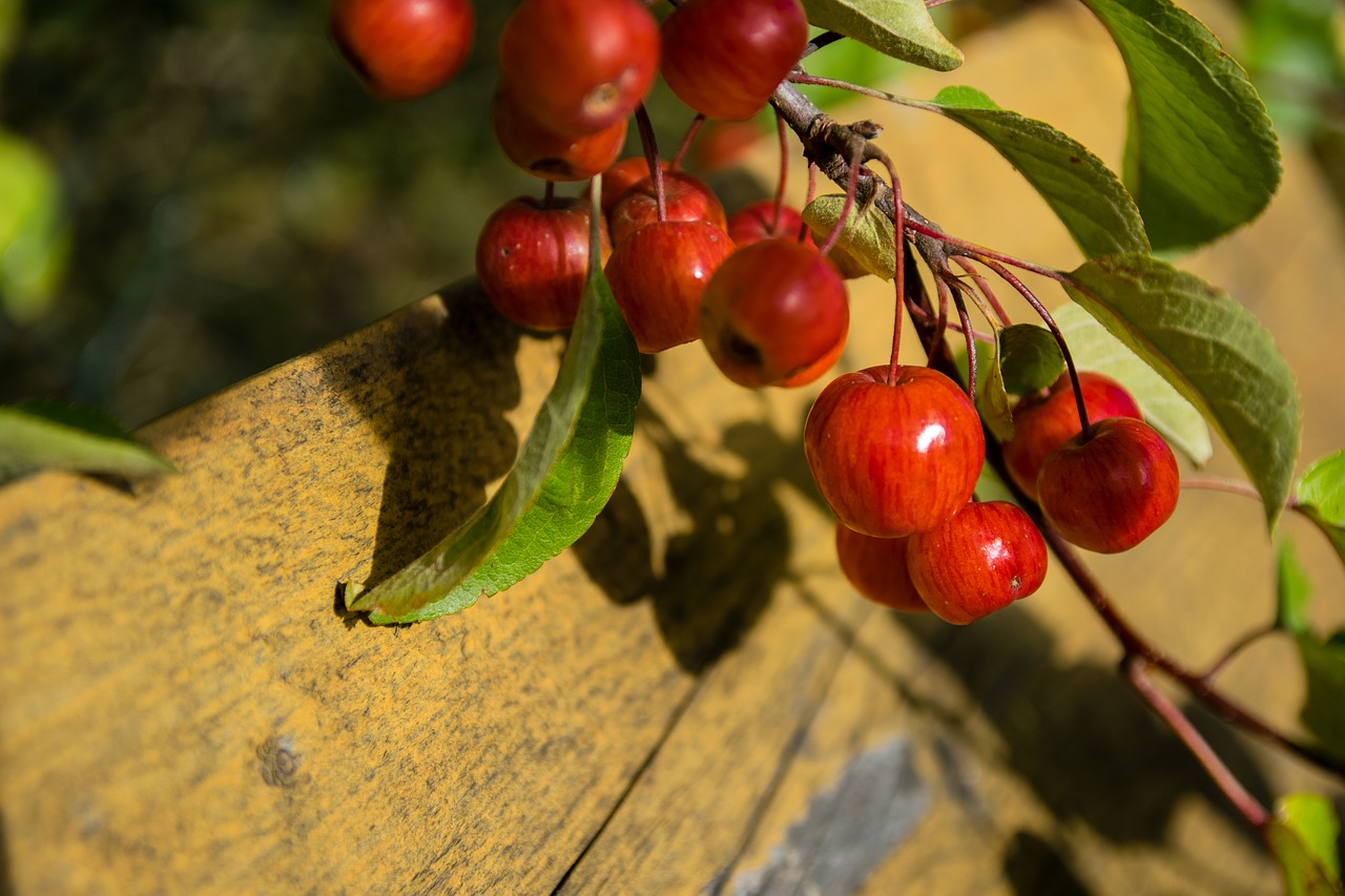 Malus, Puošimas, Laukinė Obelis, Raudona, Obuolys, Vaisiai, Mažas, Ornamentinis Medis, Dekoratyvinė Obelis, Dekoratyviniai Vaisiai