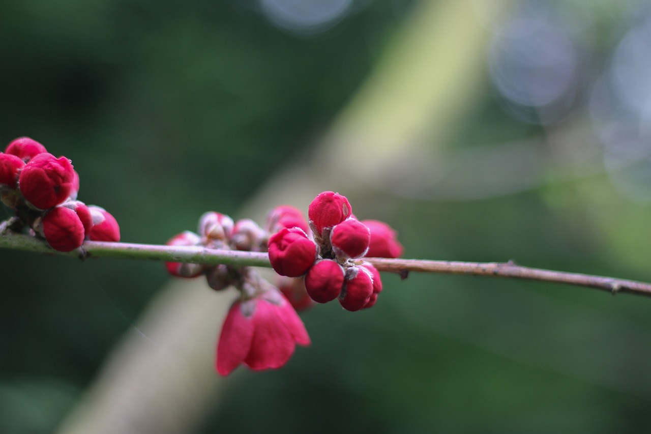 Malus,  Pobūdį,  Augalų,  Lauko,  Gėlė,  Medis,  Pavasaris, Nemokamos Nuotraukos,  Nemokama Licenzija