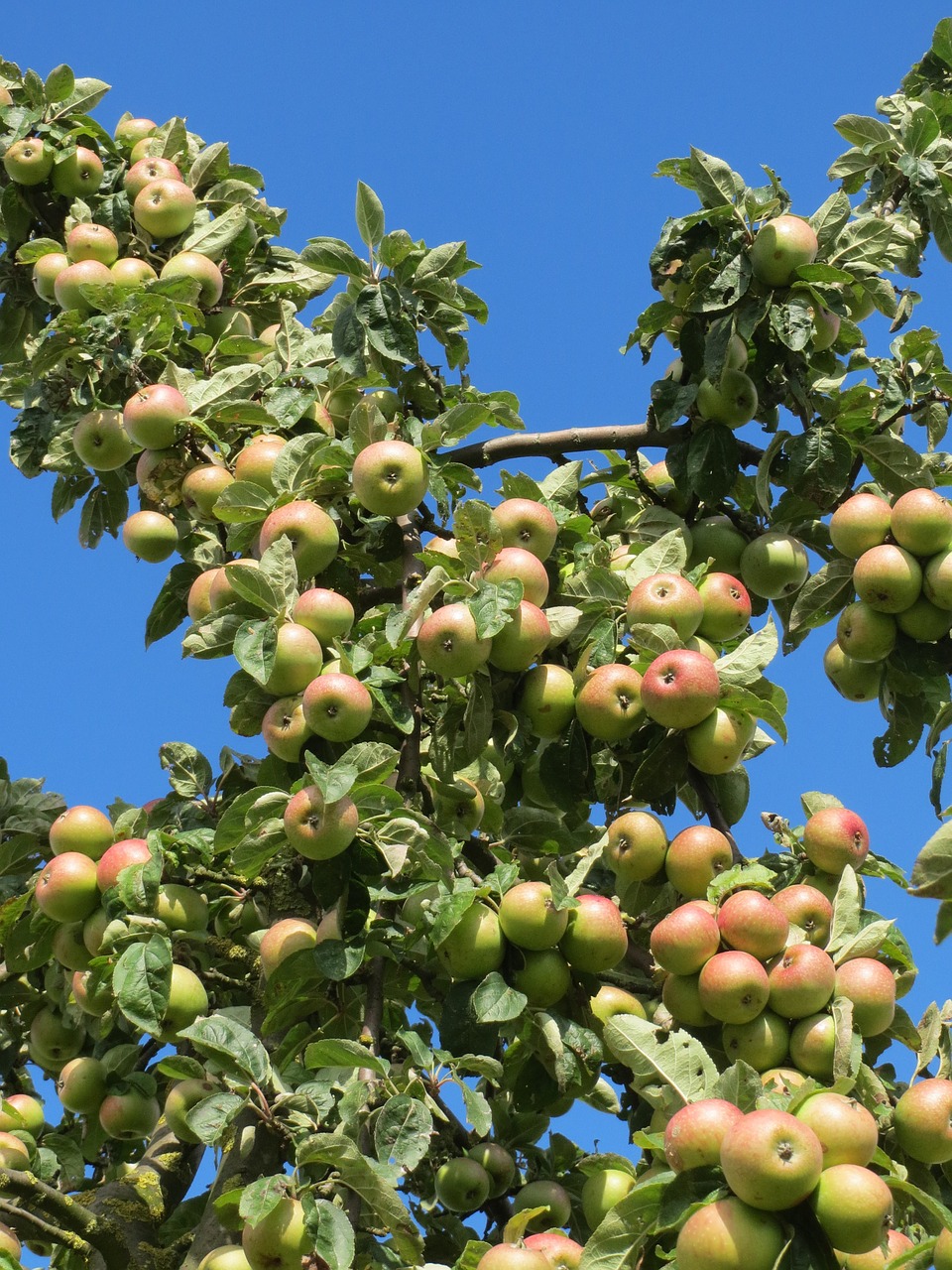 Malus Domestica,  Obuolių Medis,  Vaisiai,  Filialas,  Obuoliai,  Prinokę,  Pasėlių,  Flora,  Botanika,  Augalas