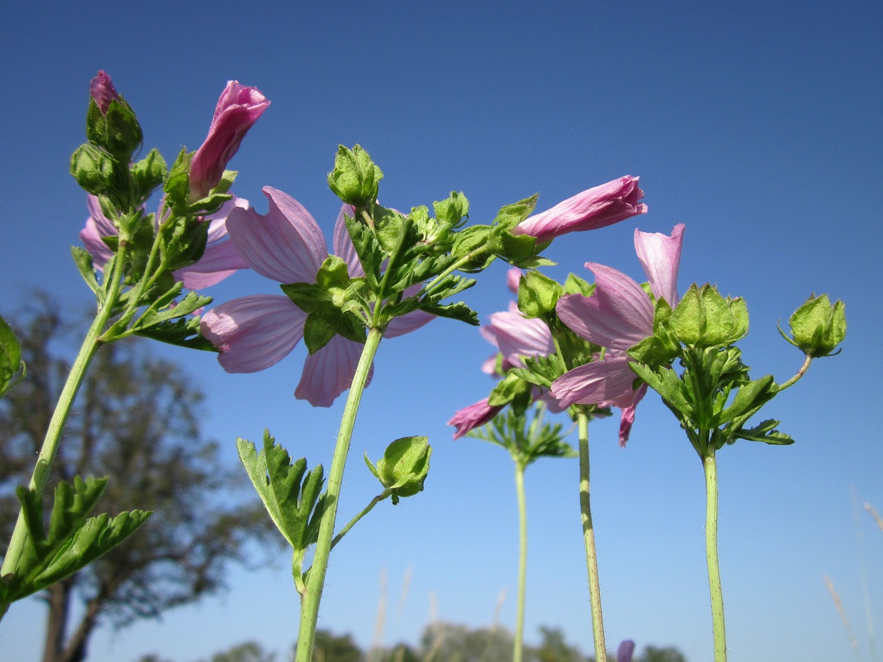 Malva Alcea,  Didesnė Kaukė-Mėlyna,  Vervinė Malva,  Išpjovos Malva,  Hollyhock Mallow,  Flora,  Wildflower,  Botanika,  Rūšis,  Žiedas