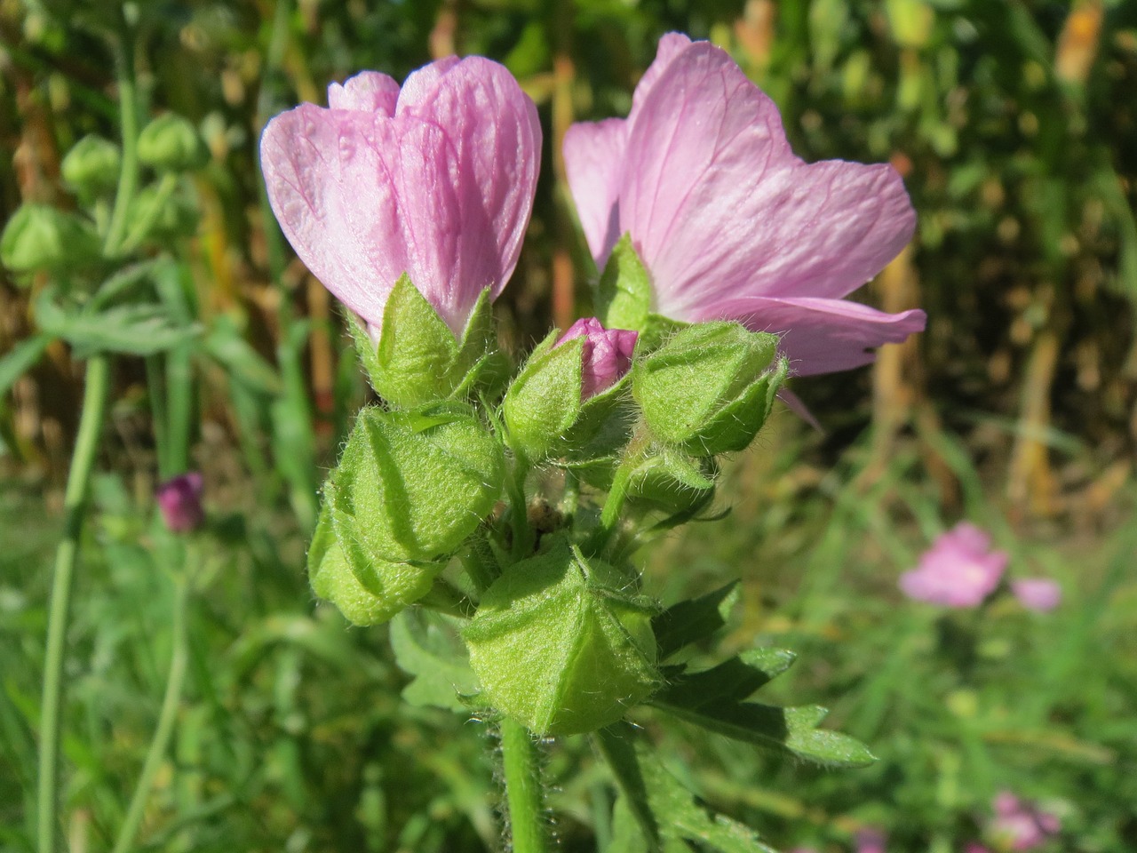 Malva Alcea,  Didesnis Muskuso-Mallow,  Išpjovos Malva,  Vervinė Malva,  Hollyhock Mallow,  Wildflower,  Flora,  Botanika,  Augalas, Nemokamos Nuotraukos