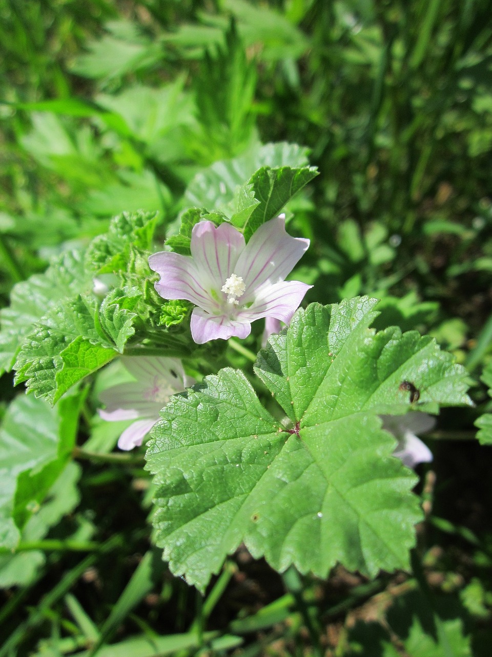 Malva Neglecta,  Bendras Malvelas,  Wildflower,  Flora,  Botanika,  Augalas,  Rūšis,  Žydi, Nemokamos Nuotraukos,  Nemokama Licenzija