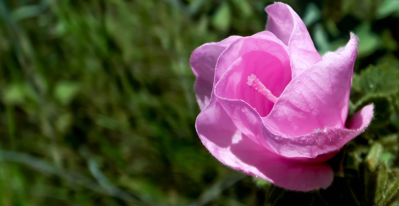 Malvaceae, Gėlė, Cerrado, Nemokamos Nuotraukos,  Nemokama Licenzija