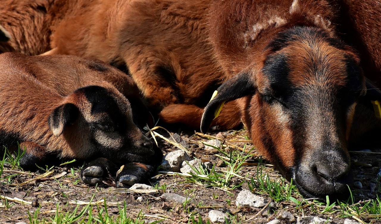 Mama,  Jauna,  Miegoti,  Avių,  Atgimė,  Jauna Gyvūnų,  Naujagimis,  Mielas,  Gyvūnijos Pasaulyje,  Saldus