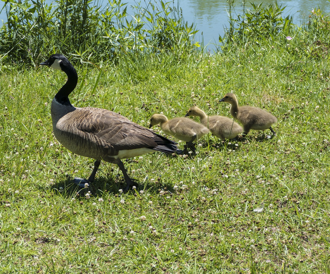 Mama Antis, Kūdikių Pankoliai, Kanados Žąsys, Goslings, Nemokamos Nuotraukos,  Nemokama Licenzija