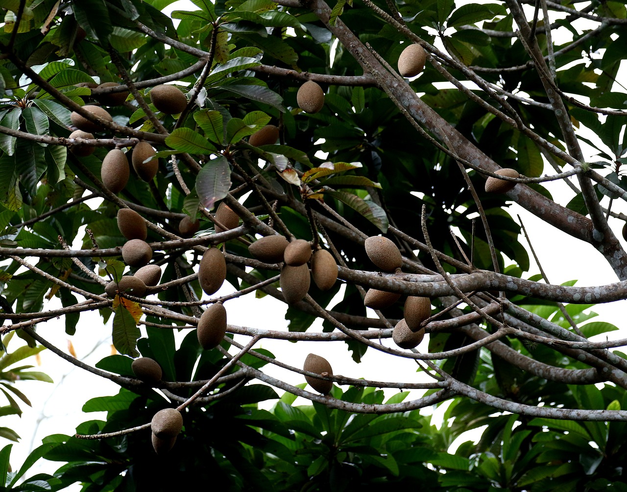 Mamey, Vaisiai, Kuba, Medis, Atogrąžų, Egzotiškas, Skanus, Sėkla, Sveikas, Oranžinė