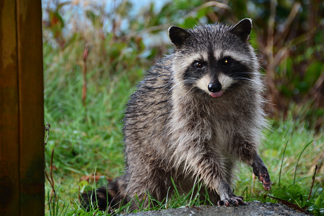 Žinduolis, Jenonas, Kaukė, Banditas, Kailis, Žavinga, Critter, Nemokamos Nuotraukos,  Nemokama Licenzija