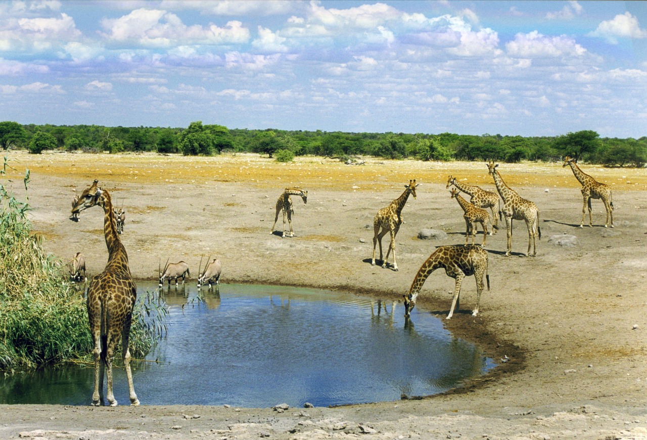 Žinduolis, Laukinis Gyvūnas, Afrika, Namibija, Savana, Vandens Skylė, Potions, Laistymo Anga, Dykuma, Giraffa Camelopardalis