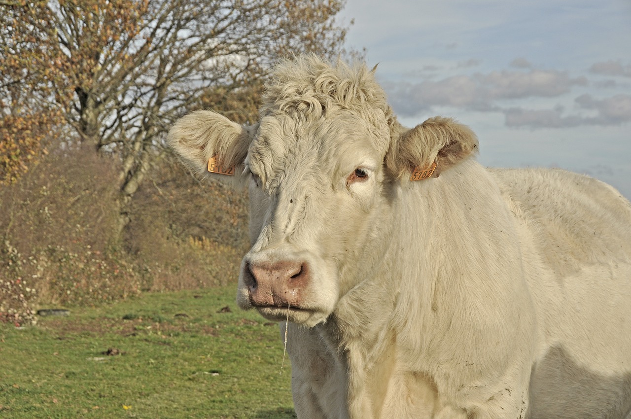 Žinduolis, Gyvūnas, Jautiena, Karvė, Charolais, Pieva, Nemokamos Nuotraukos,  Nemokama Licenzija