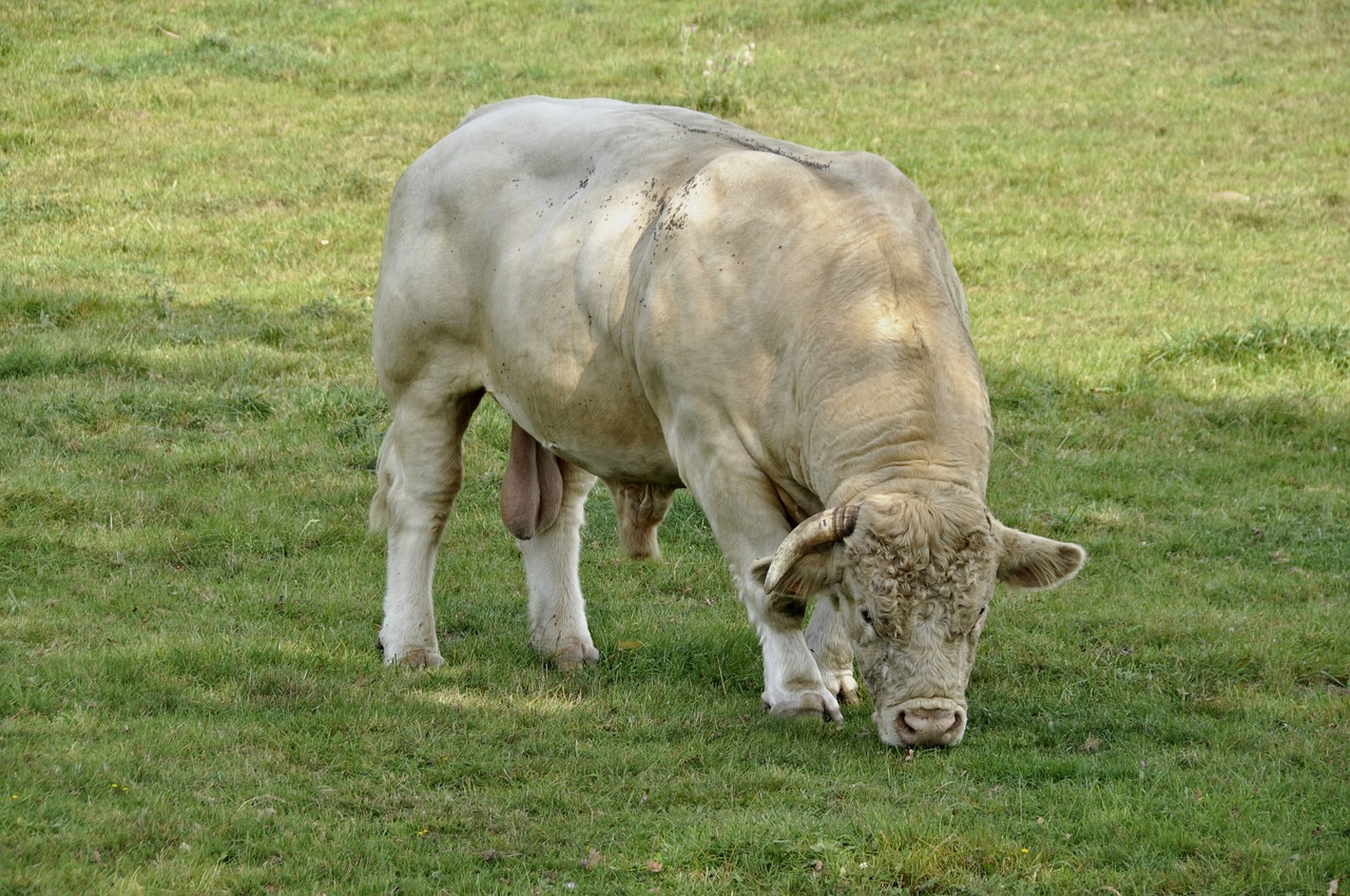 Žinduolis, Gyvūnas, Jautiena, Bulius, Charolais, Pieva, Žolė, Nemokamos Nuotraukos,  Nemokama Licenzija