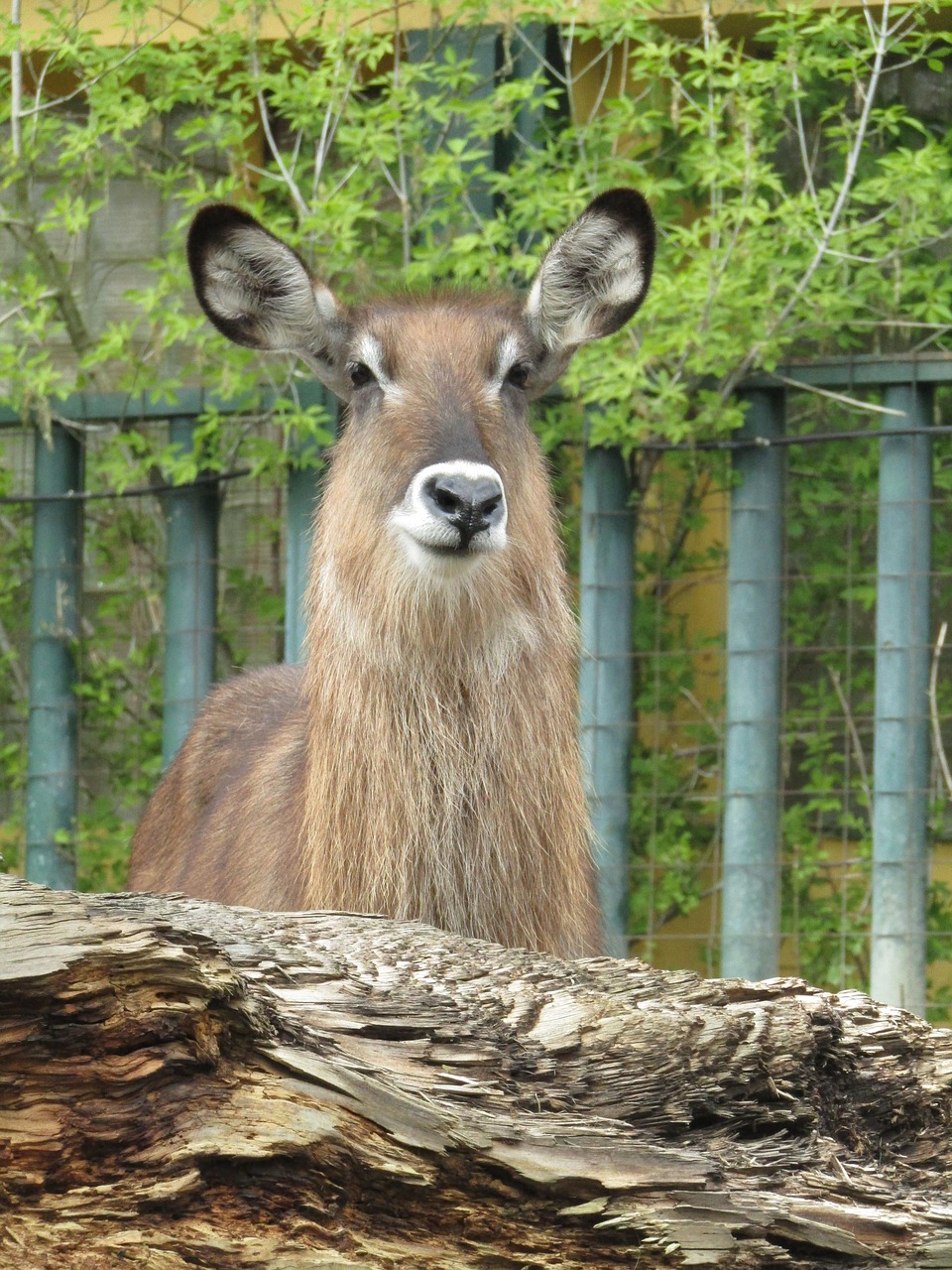 Žinduolis, Zoologijos Sodas, Galva, Vondruška, Nemokamos Nuotraukos,  Nemokama Licenzija