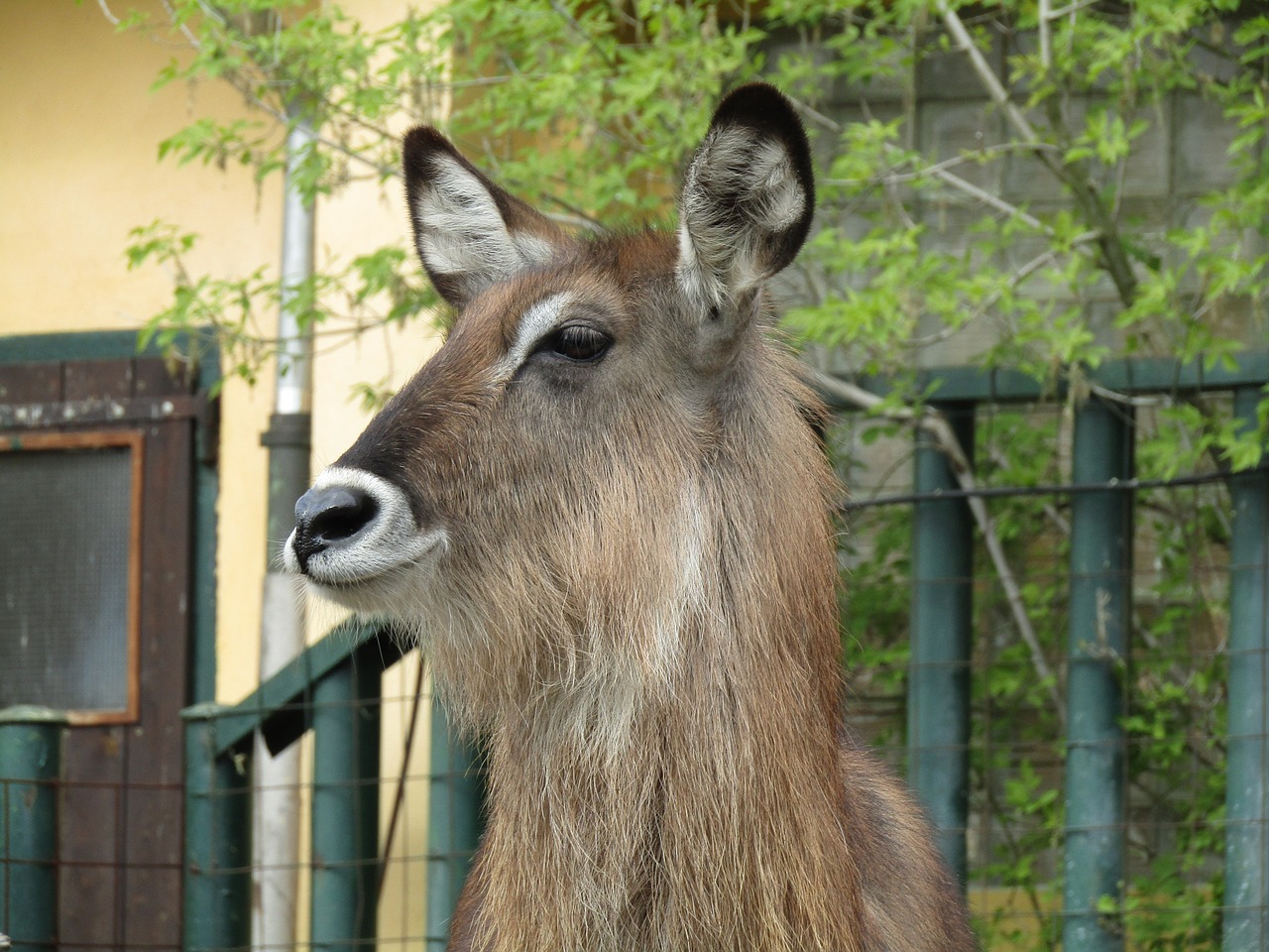 Žinduolis, Zoologijos Sodas, Galva, Vondruška, Nemokamos Nuotraukos,  Nemokama Licenzija