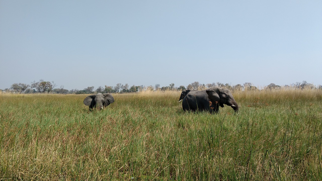 Žinduolis, Žolė, Ganyklos, Lauke, Dramblys, Botsvana, Okavango, Nemokamos Nuotraukos,  Nemokama Licenzija