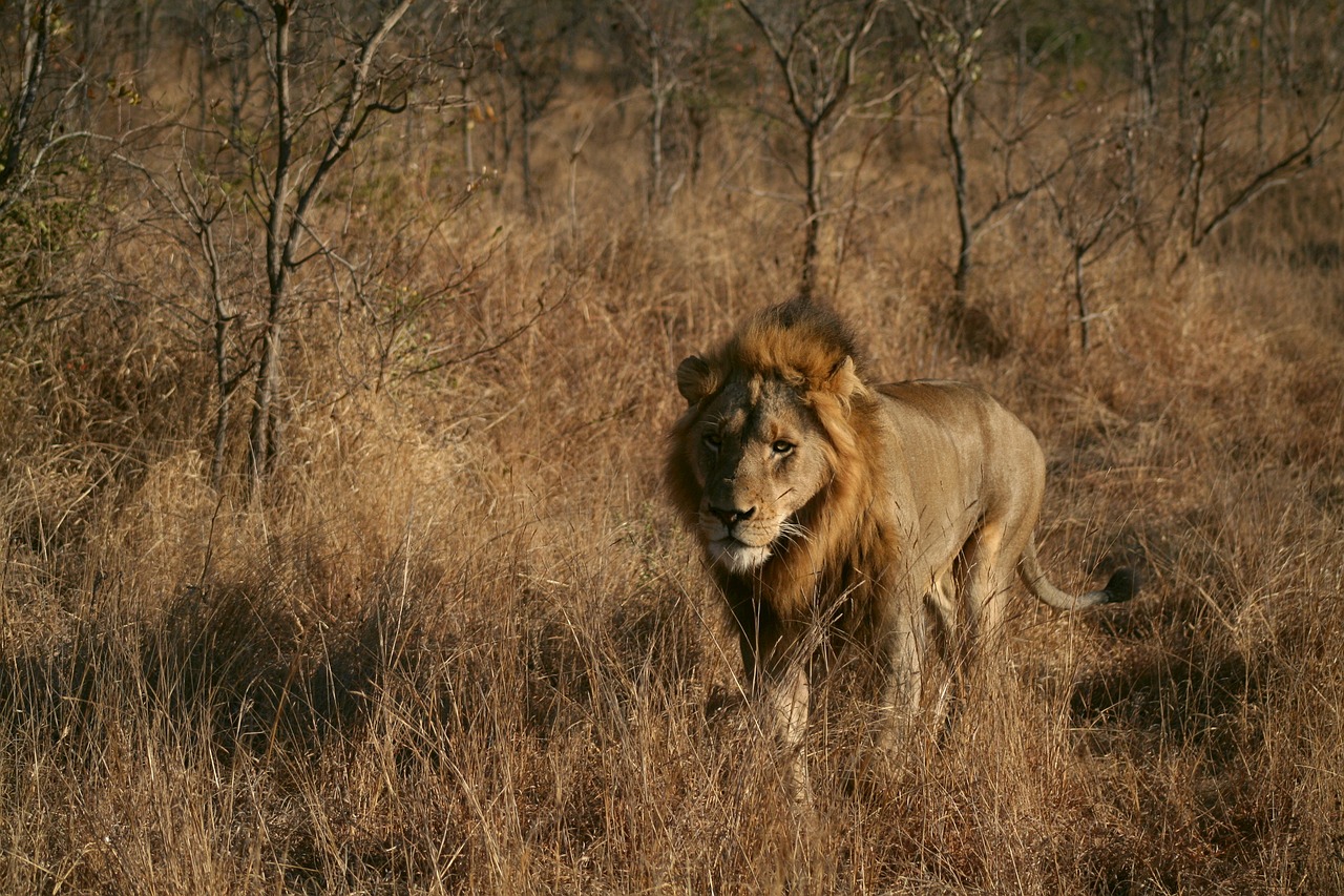 Žinduolis, Gyvūnas, Gamta, Vyriškas Liūtas, Liūtas, Laukinė Gamta, Afrika, Nemokamos Nuotraukos,  Nemokama Licenzija