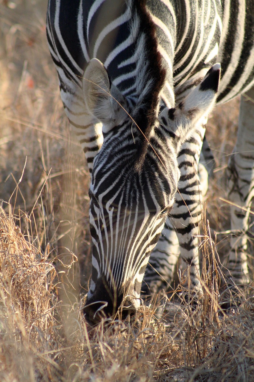 Žinduolis, Gyvūnas, Zebra, Afrika, Laukinė Gamta, Gamta, Laukinis Gyvūnas, Nemokamos Nuotraukos,  Nemokama Licenzija