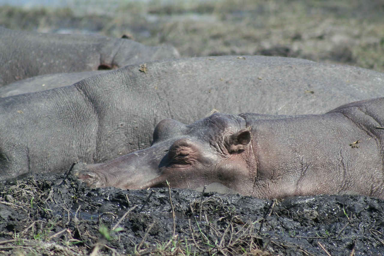 Žinduolis, Gyvūnas, Afrika, Hippos, Gamta, Laukinė Gamta, Nemokamos Nuotraukos,  Nemokama Licenzija