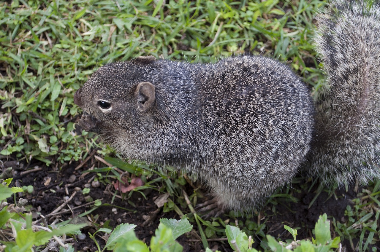 Žinduolis, Laukinė Gamta, Gamta, Gyvūnas, Mielas, Graužikas, Voverė, Valgymas, Apžvalga, Nemokamos Nuotraukos