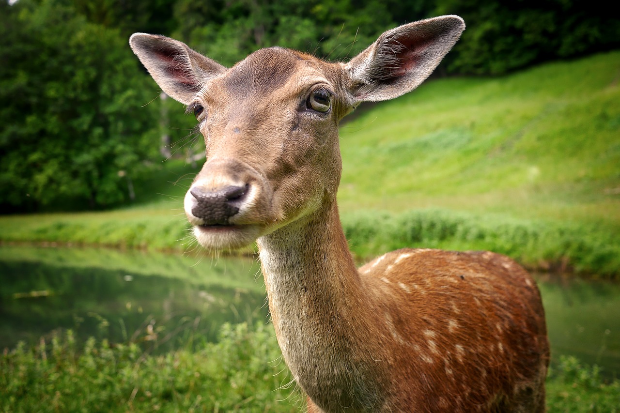 Žinduolis, Žolė, Gyvūnas, Gamta, Pieva, Stiragai, Portretas, Kraštovaizdis, Nemokamos Nuotraukos,  Nemokama Licenzija