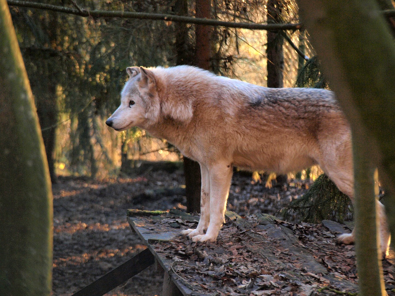 Žinduolis, Gamta, Gyvūnų Pasaulis, Gyvūnas, Mediena, Nemokamos Nuotraukos,  Nemokama Licenzija