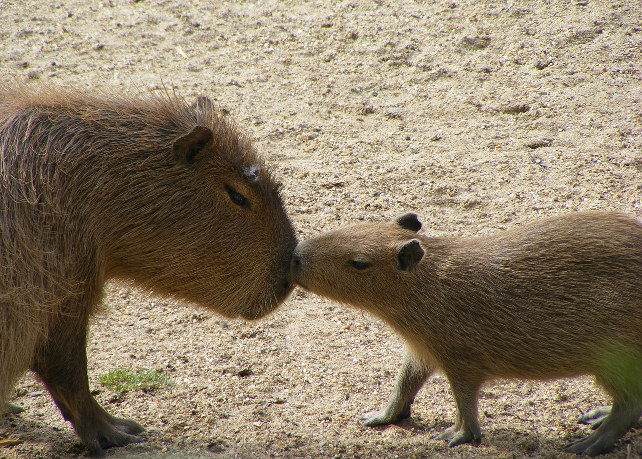 Žinduolis,  Gyvūnas,  Laukinė Gamta,  Gamta,  Laukiniai,  Capybara,  Meilė,  Bučinys,  Kūdikis,  Motina