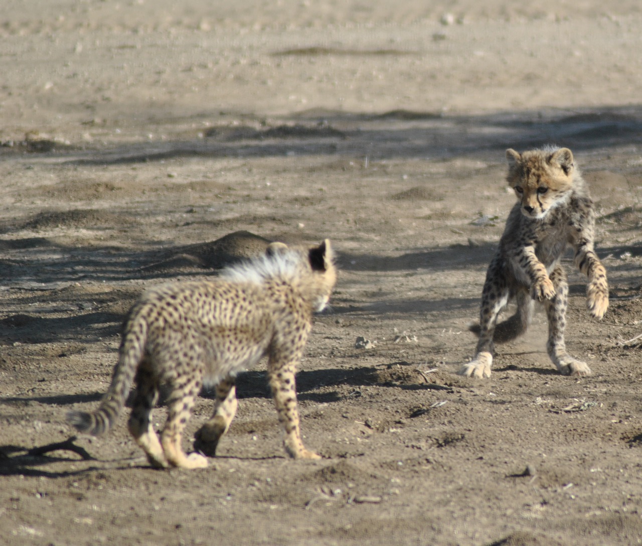 Žinduolis,  Laukinė Gamta,  Gyvūnas,  Plėšrūnas,  Mėsėdis,  Gepardas,  Cubs,  Serengeti,  Be Honoraro Mokesčio, Nemokamos Nuotraukos