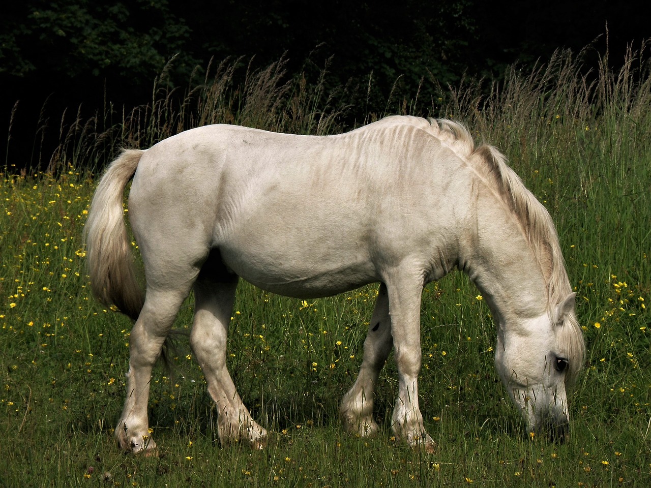 Žinduolis,  Ūkis,  Gyvūnas,  Ganykla,  Hayfield,  Mare,  Arklys,  Be Honoraro Mokesčio, Nemokamos Nuotraukos,  Nemokama Licenzija