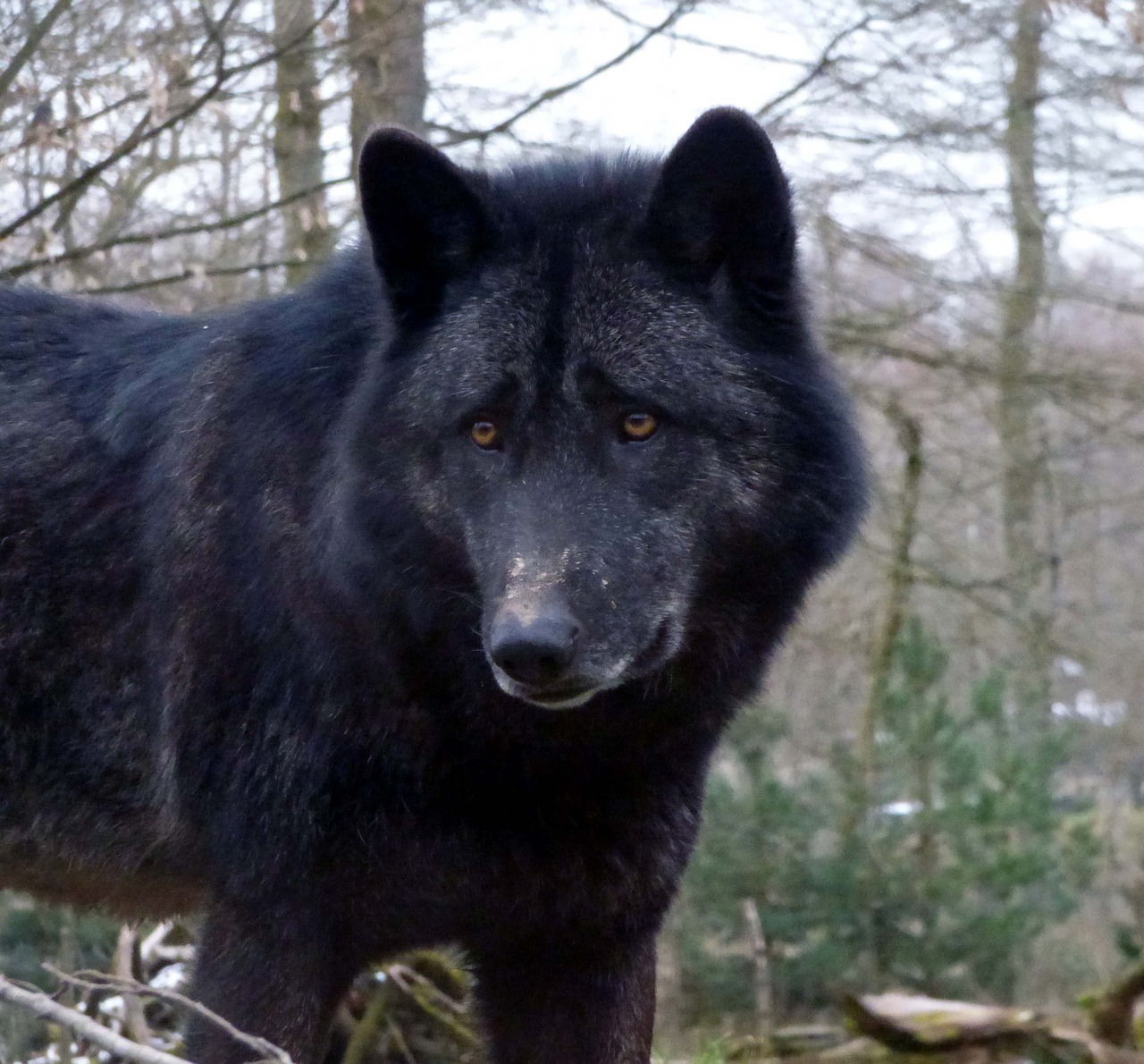 Žinduolis,  Juodas Vilkas,  Fauna,  Mediena,  Šunys,  Lauke,  Laukiniai,  Be Honoraro Mokesčio, Nemokamos Nuotraukos,  Nemokama Licenzija