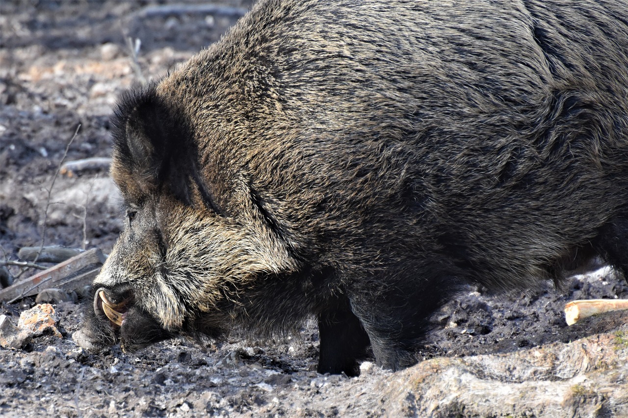 Žinduolis,  Fauna,  Gyvūnas,  Gamta,  Be Honoraro Mokesčio, Nemokamos Nuotraukos,  Nemokama Licenzija