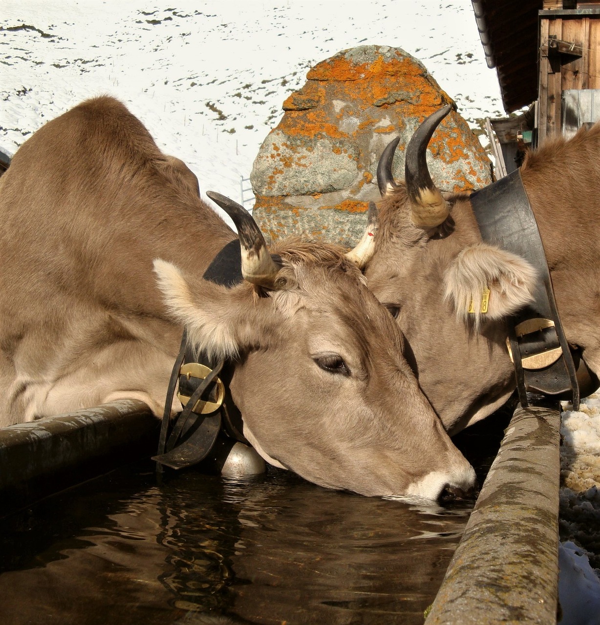 Žinduolis,  Gyvūnas,  Karvė,  Galvijai,  Gamta,  Gyvūnų Pasaulis,  Ragas,  Ūkis,  Gyvūnai,  Alpių