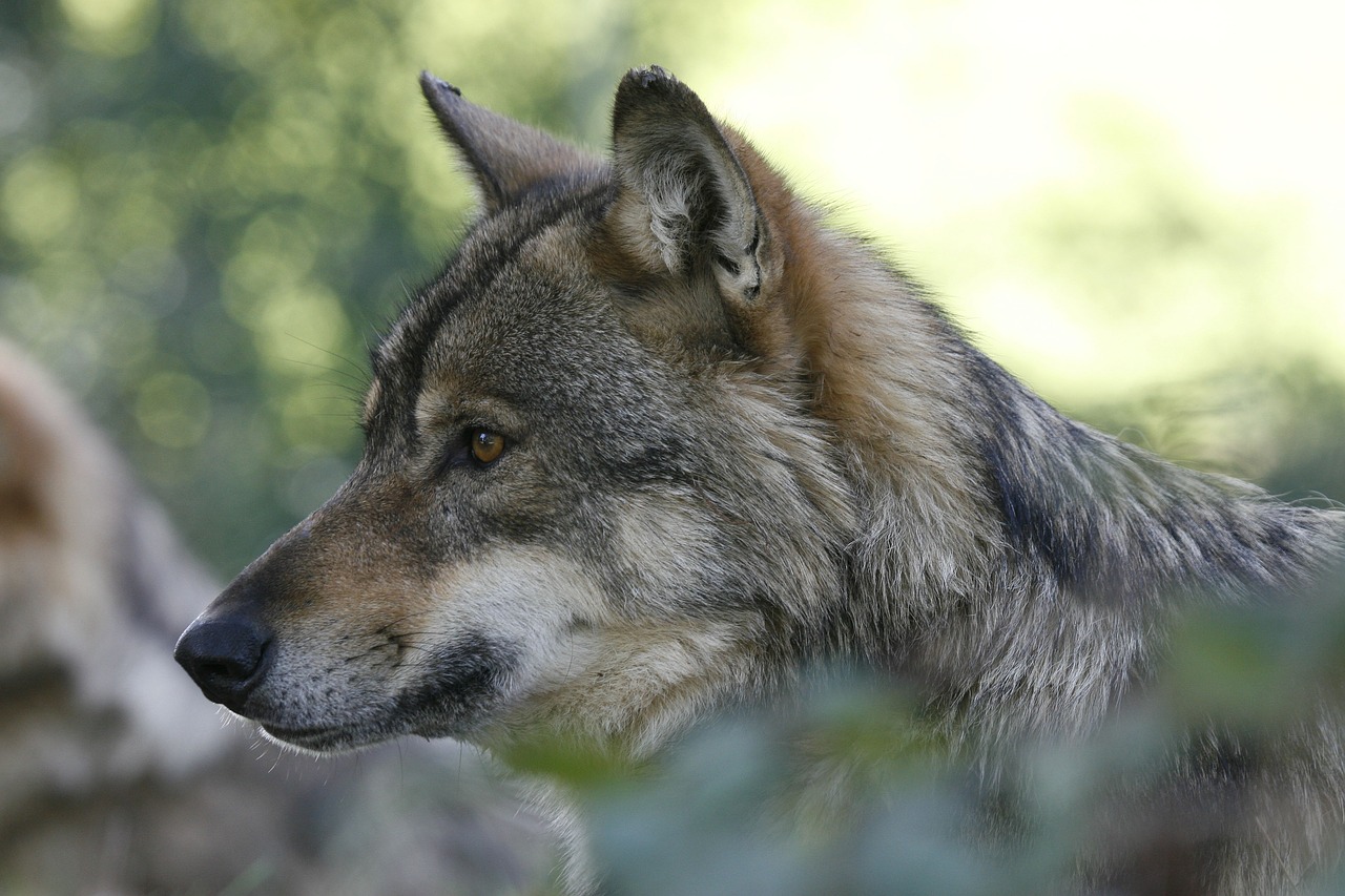 Žinduolis,  Fauna,  Gamta,  Gyvūnas,  Be Honoraro Mokesčio, Nemokamos Nuotraukos,  Nemokama Licenzija